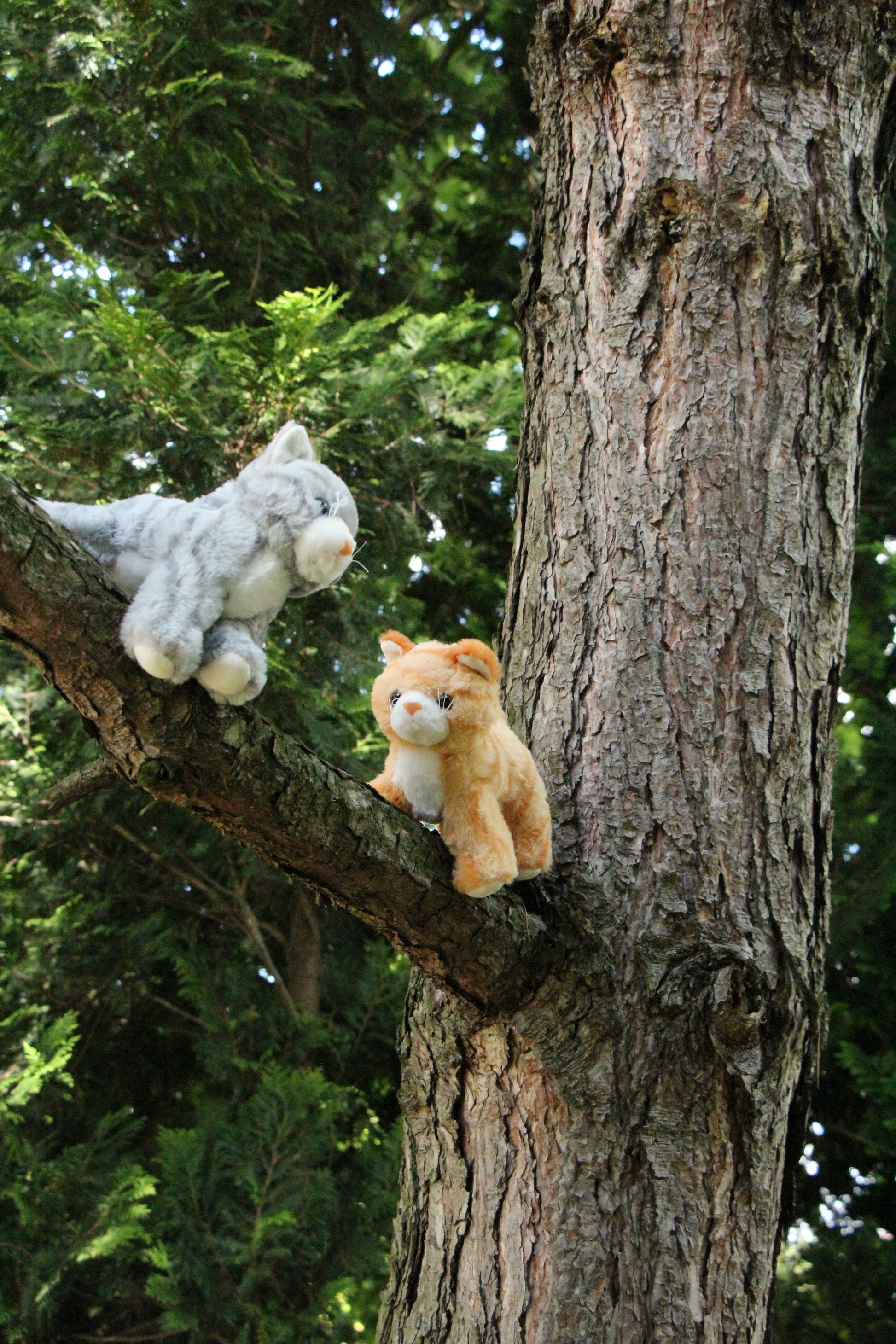 Cat Plushie